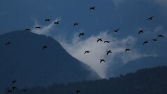 冬鳥さん 冬鳥さん