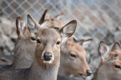 鹿さん