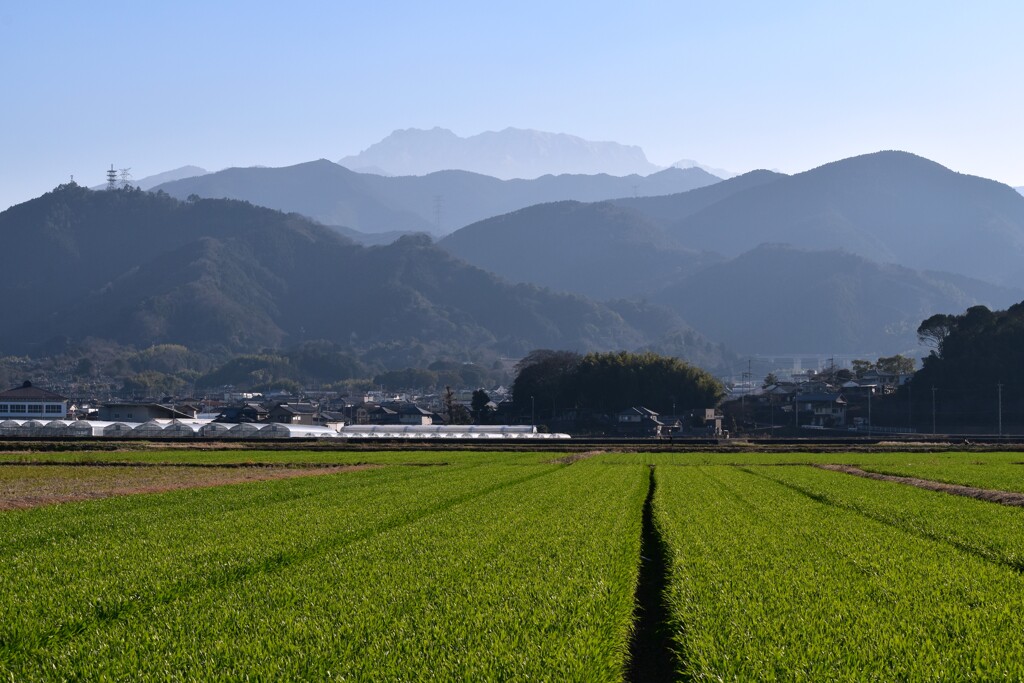麦畑