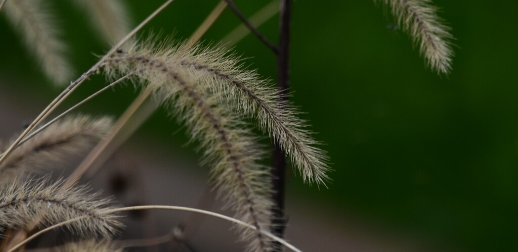 草