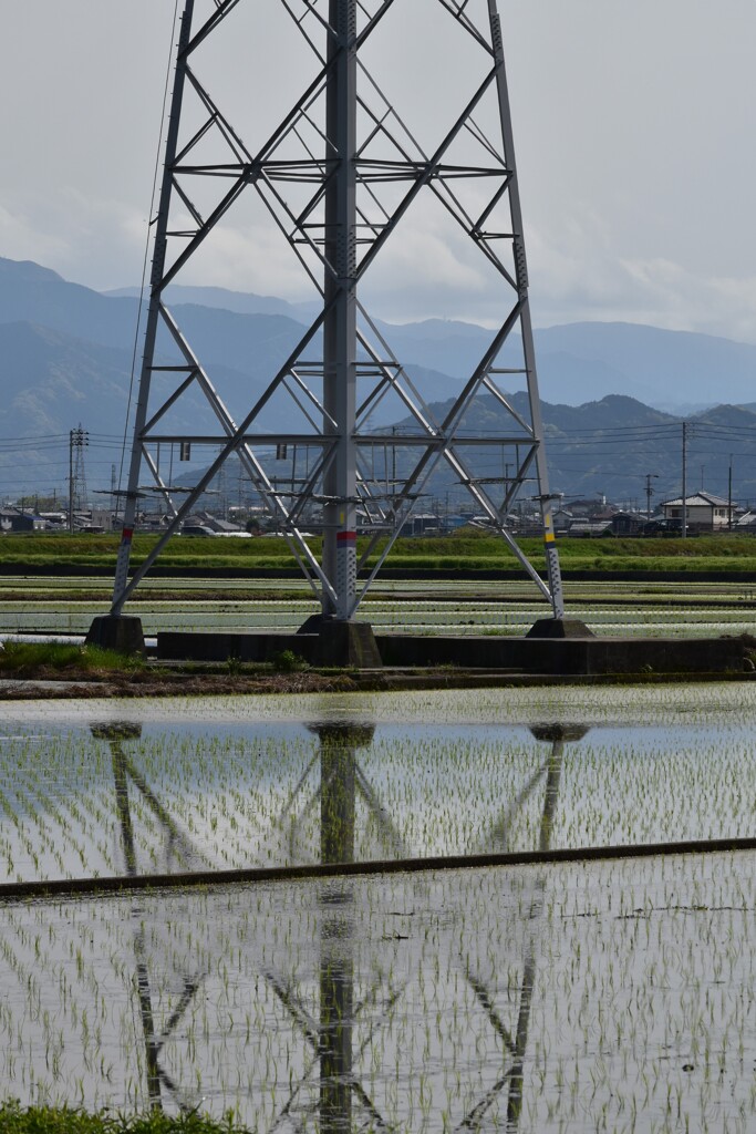 田植