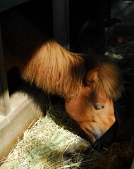 お馬さん