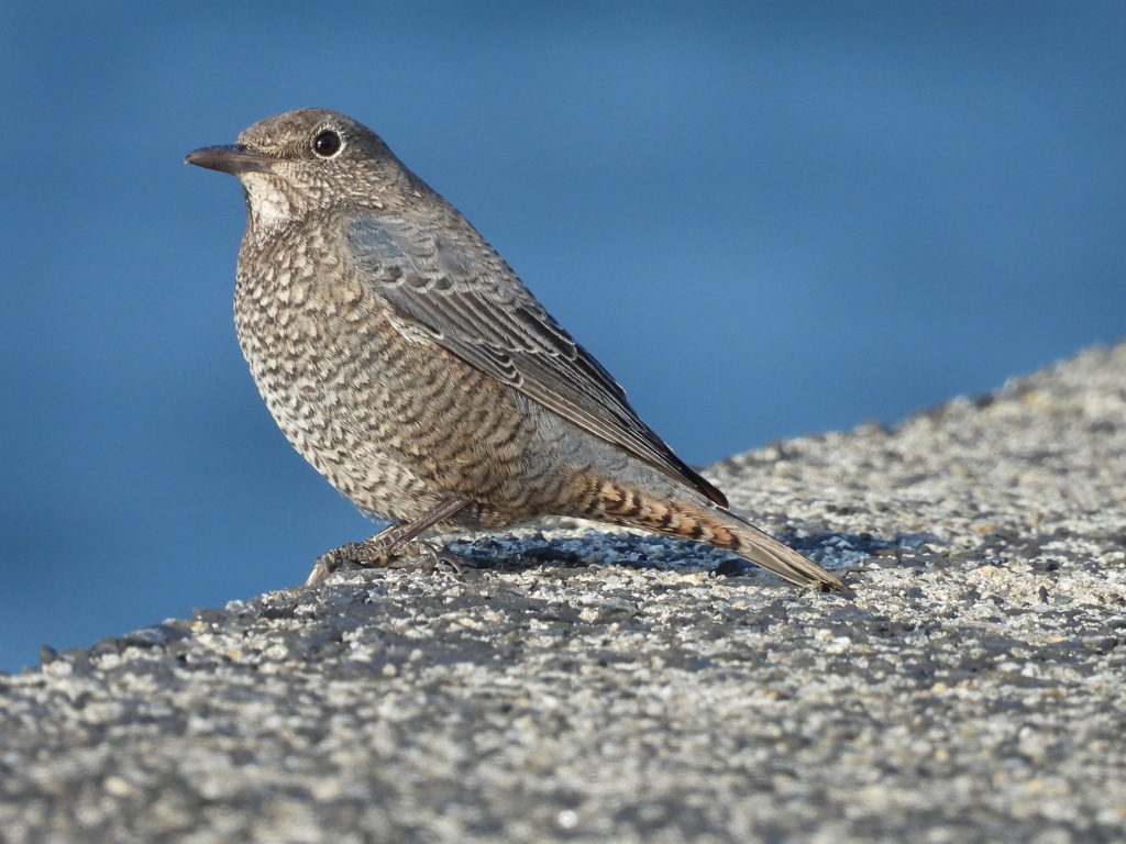 イソヒヨドリさん