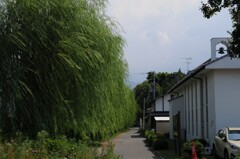 柳