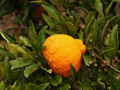 柑橘類　デコポン