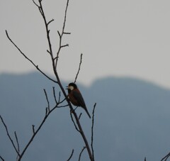 鳥さん