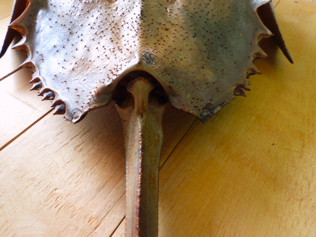 カブトガニさん