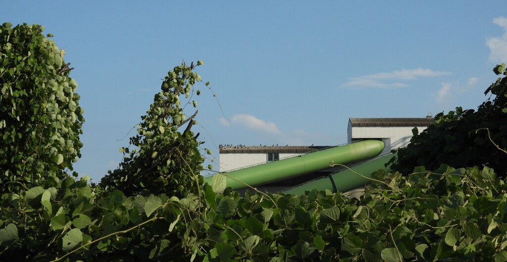 夏草　プラント