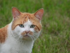 猫さん