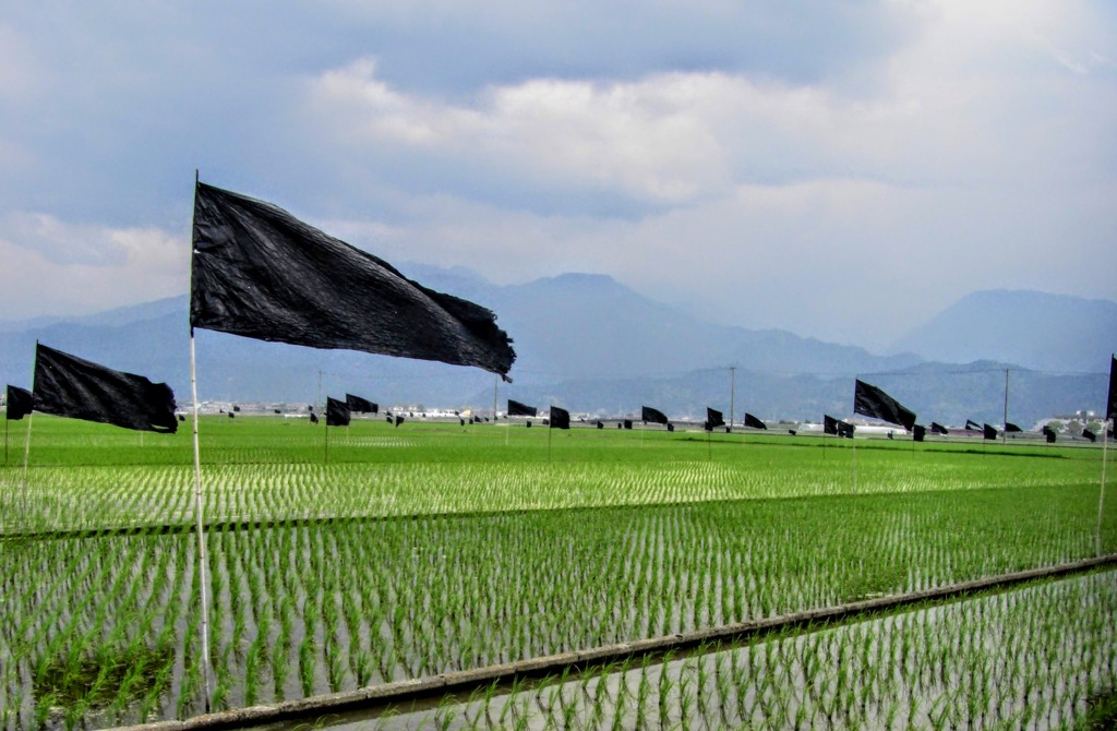 田植え頃