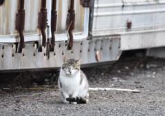 猫さん