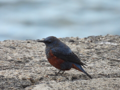 鳥さん