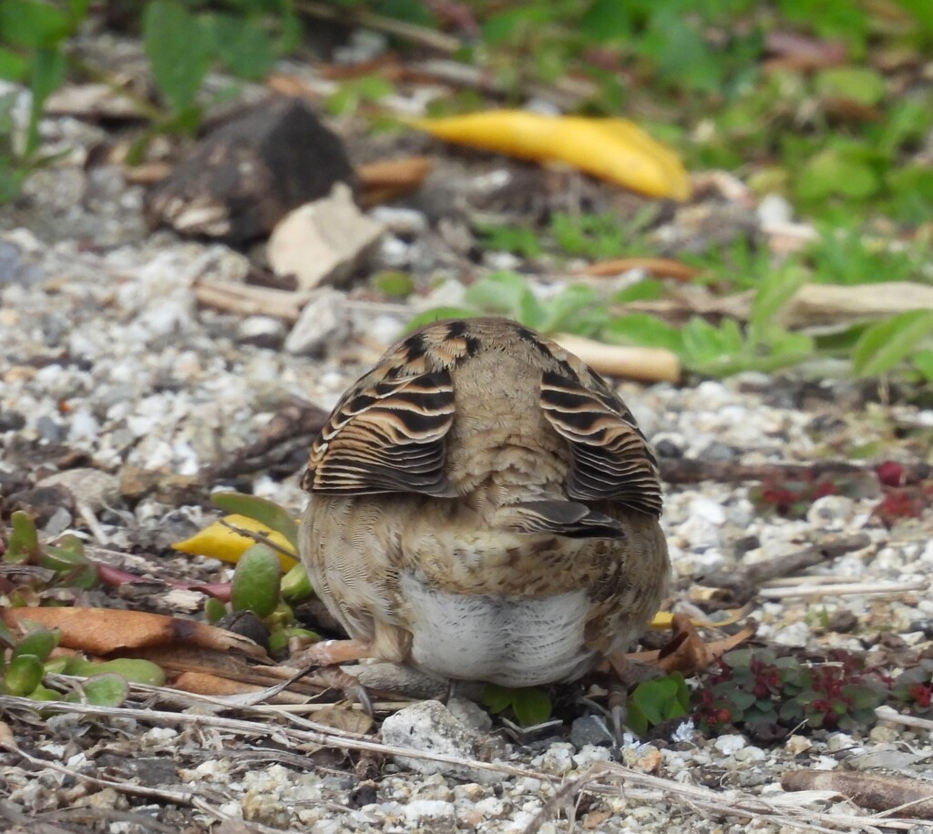 後ろ姿　スズメさん