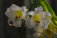 夏