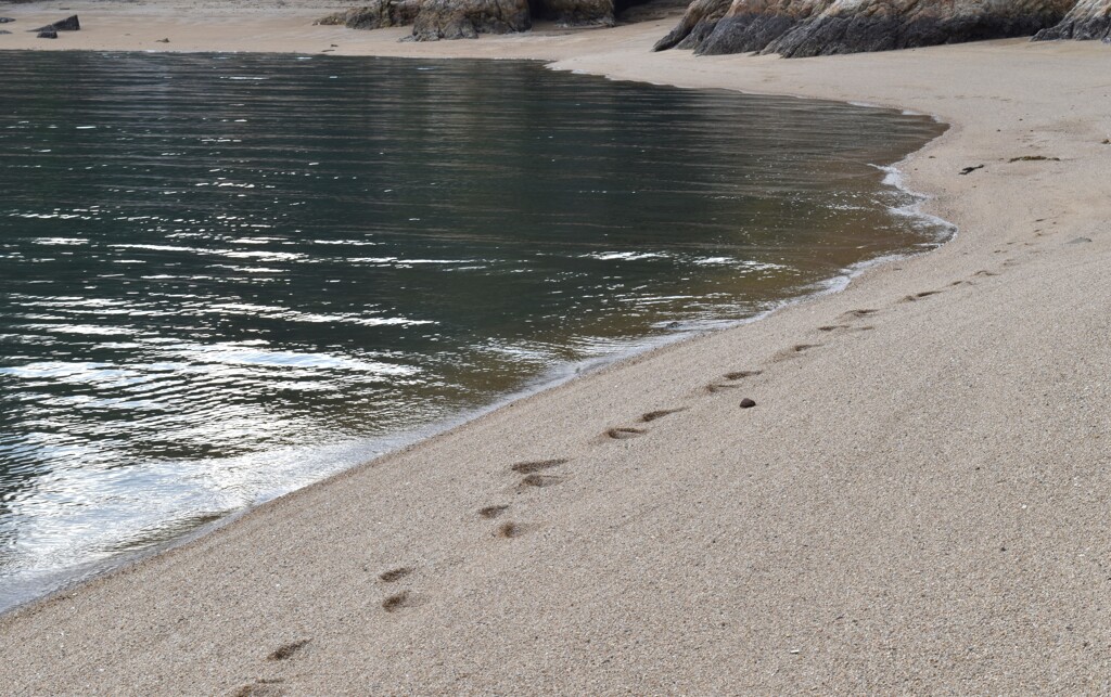 カブトガニ海岸