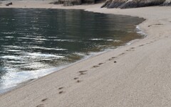 カブトガニ海岸