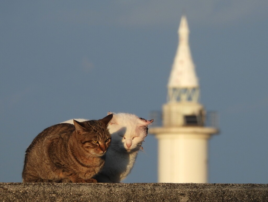 夕暮れ時　猫さん