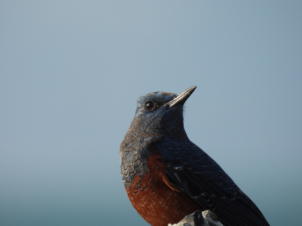 鳥さん