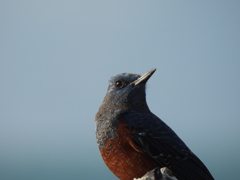 鳥さん