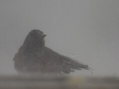 豪雨　イソヒヨドリさん