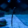 DSCF0501