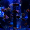 DSCF0519