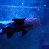 DSCF0370