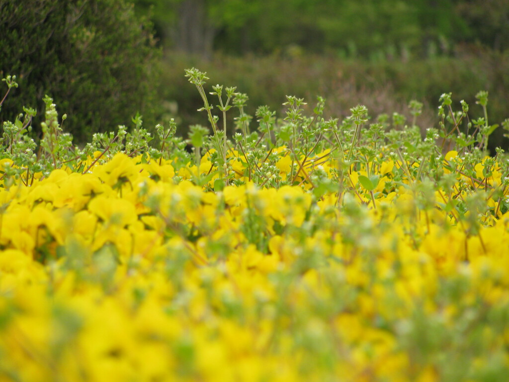 2018年5月 春の七北田公園