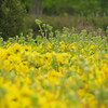 2018年5月 春の七北田公園