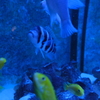 DSCF0530