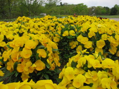 2018年5月 春の七北田公園