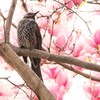 ヒヨドリさん