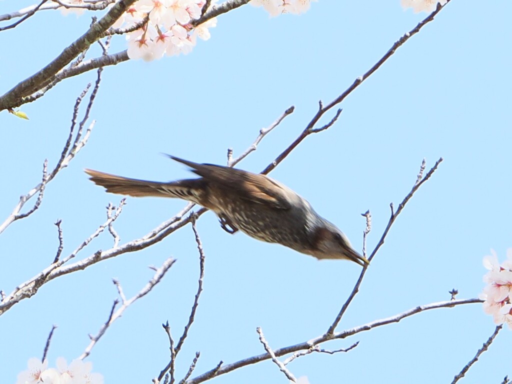 下降中