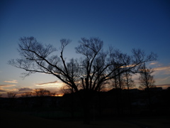 早朝の冬樹