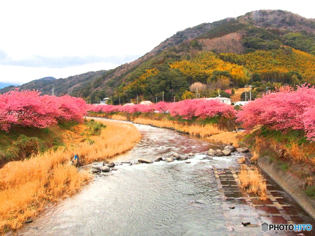 河津桜