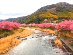 河津桜