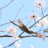 下降中二コマ目