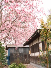 西方寺の春