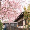 西方寺の春