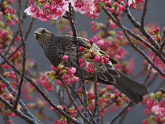 呼びました？