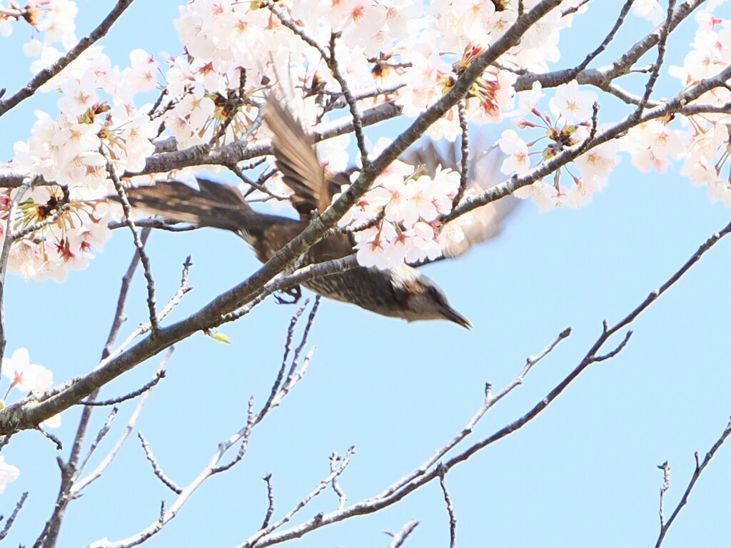 下降中枝向こうw