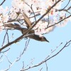 下降中枝向こうw