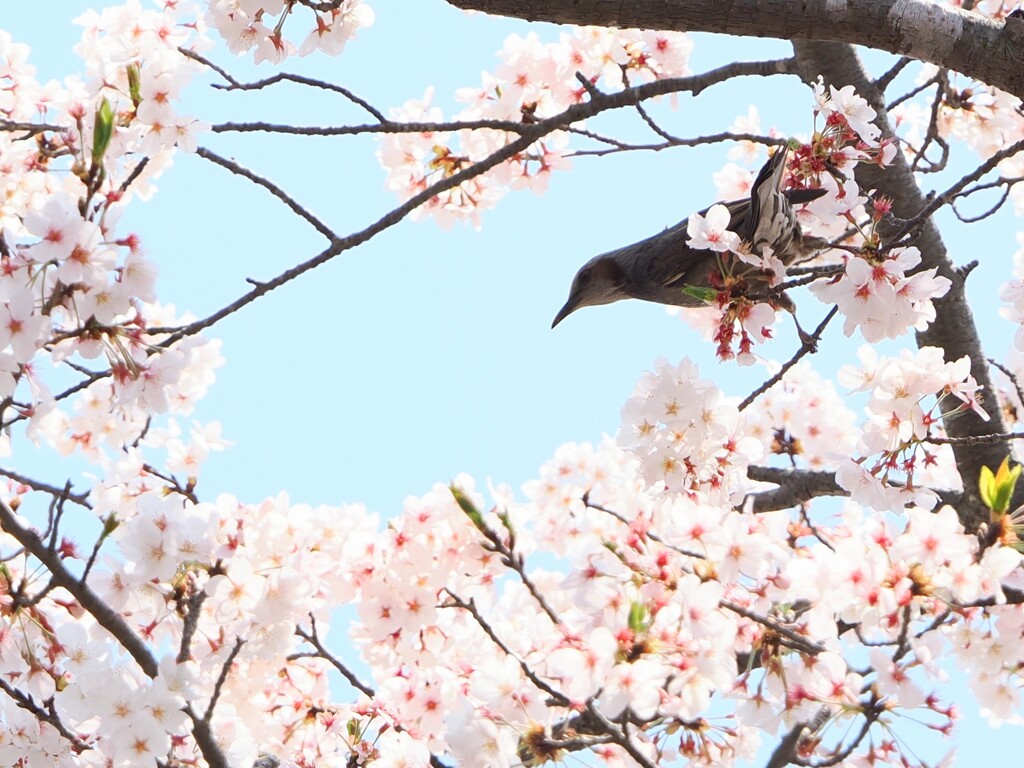 いくぞー