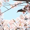 いくぞー