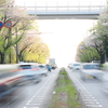 桜並木の道路
