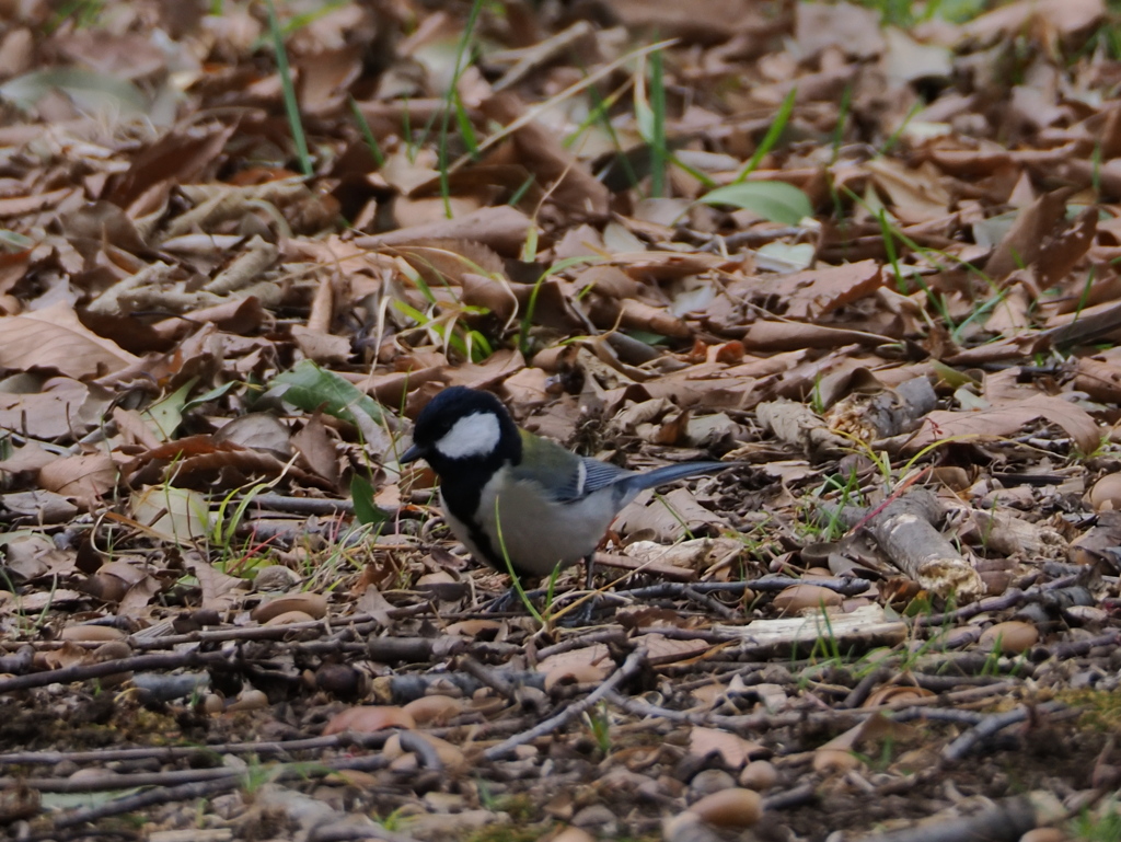 鳥さん　3
