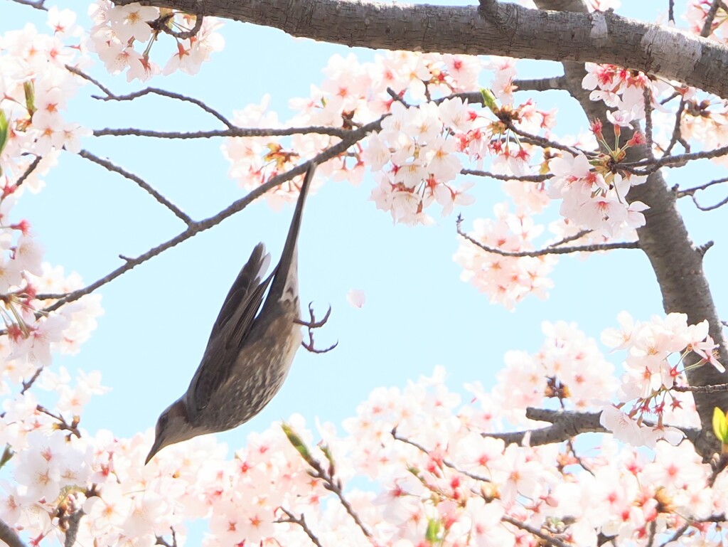 えいっ!