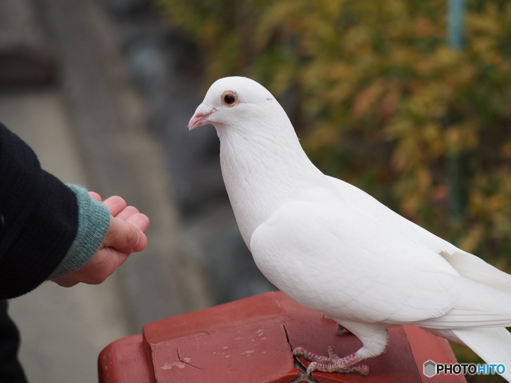 食べる？
