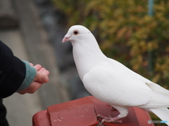 食べる？