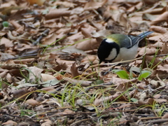 鳥さん2